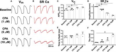 Role of Reduced Sarco-Endoplasmic Reticulum Ca2+-ATPase Function on Sarcoplasmic Reticulum Ca2+ Alternans in the Intact Rabbit Heart